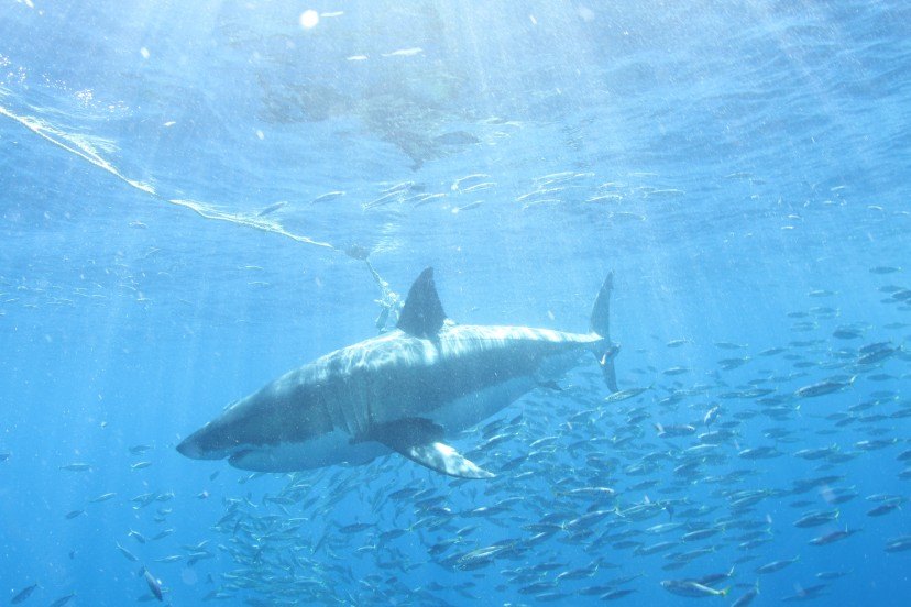 diving with sharks, Sea of Cortez