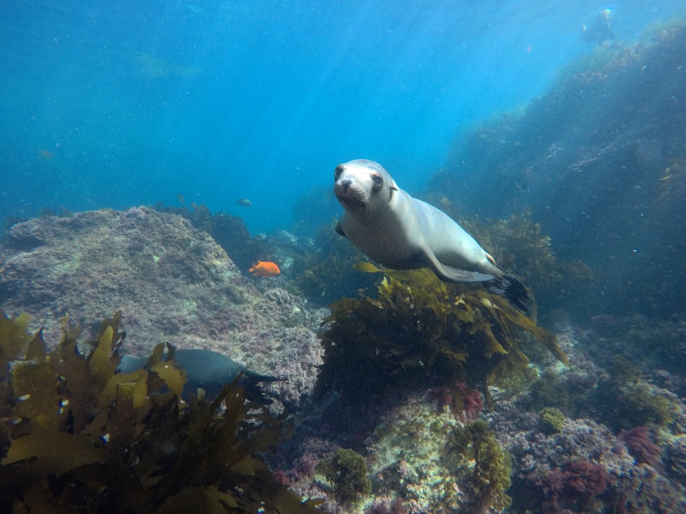 Bubble-blowing Sea Lions