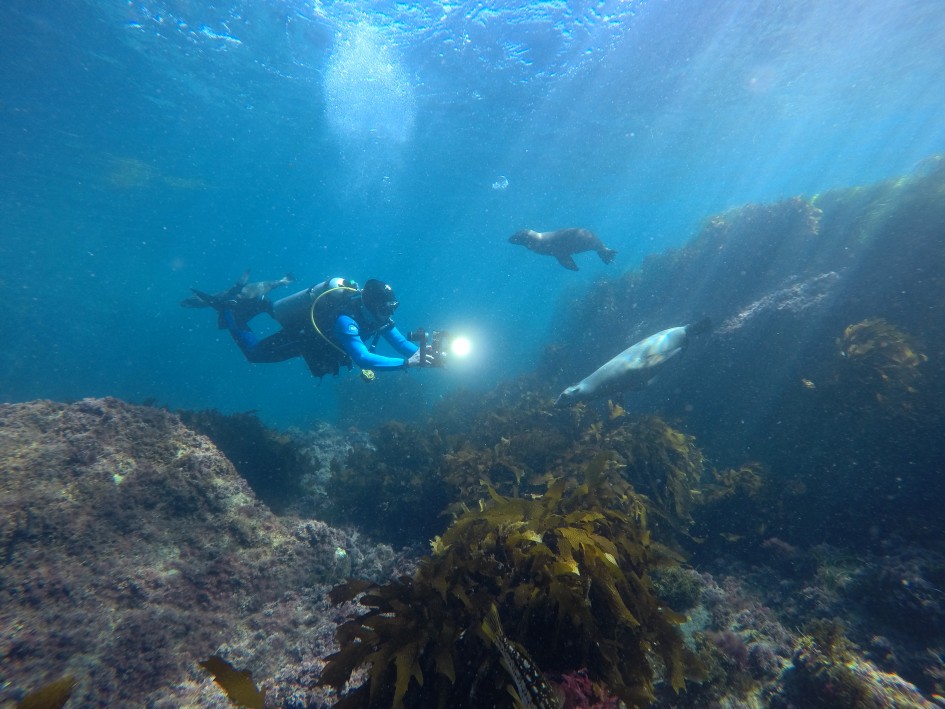 scuba diving in the Sea of Cortez