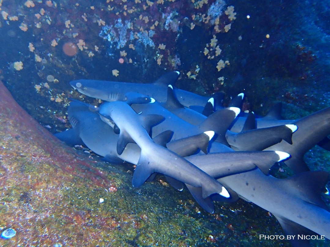 whitetip sharks