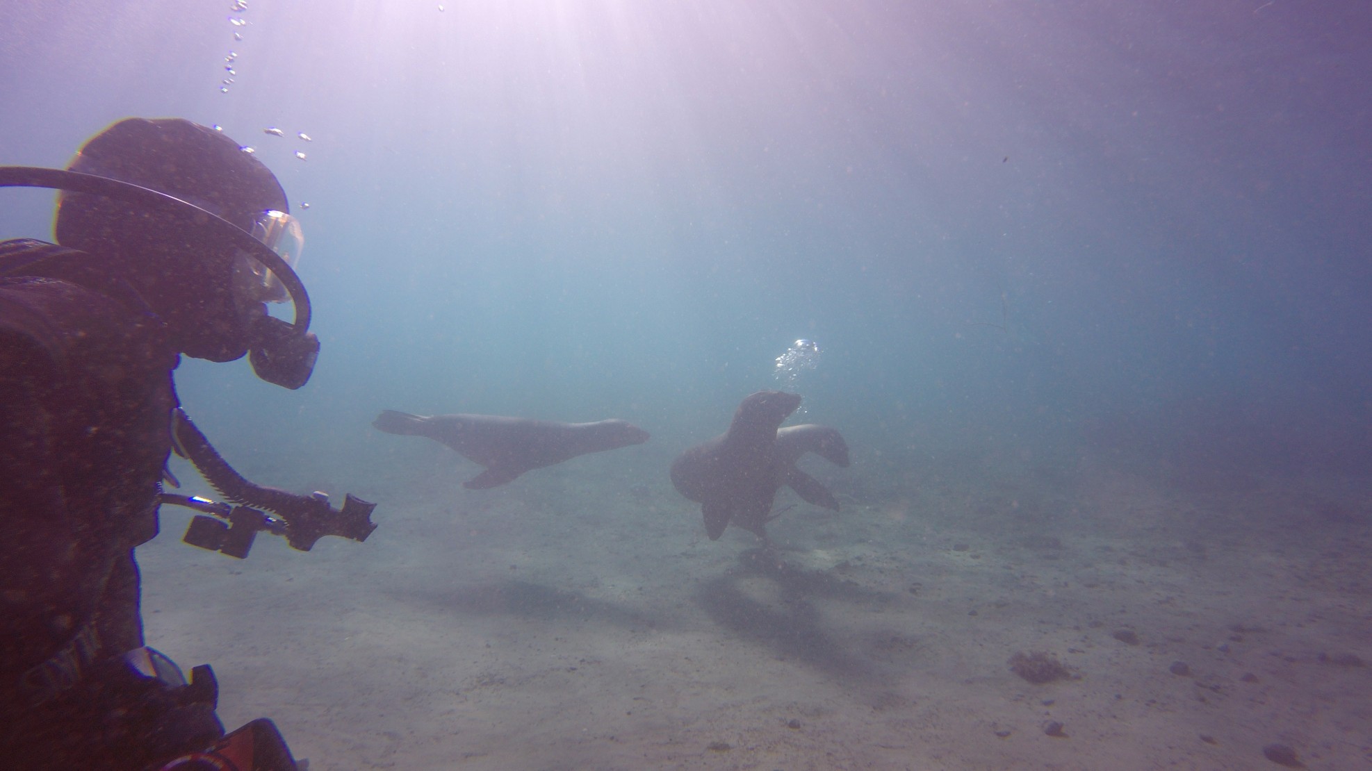 Diving with sea lions