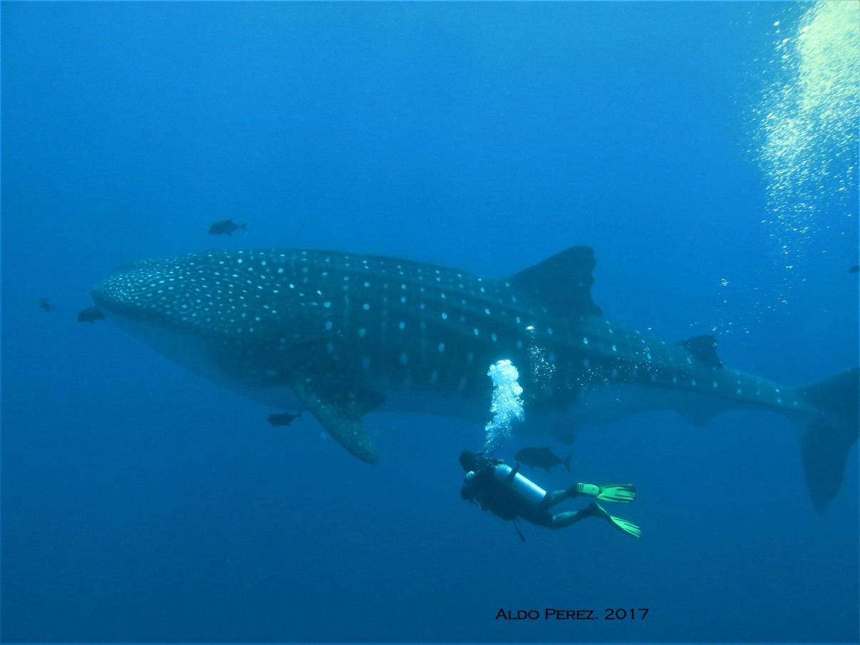Combo trip to the sharks and mantas