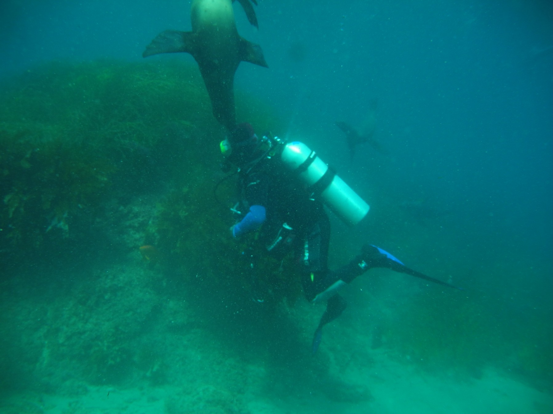 Scuba diving in the Sea of Cortez