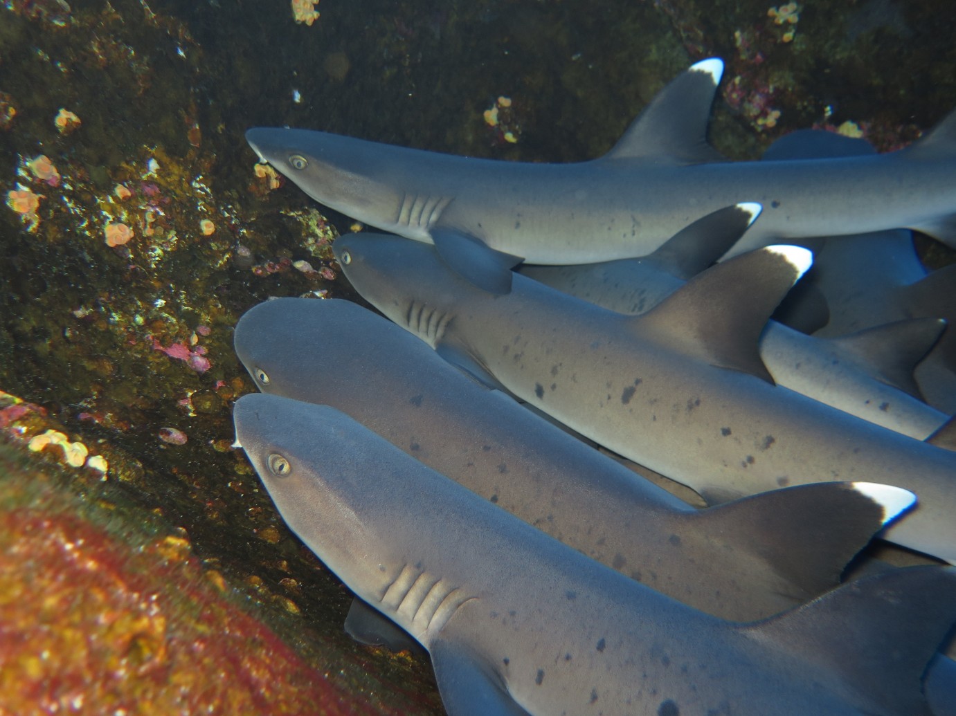 Regine & Sai report in