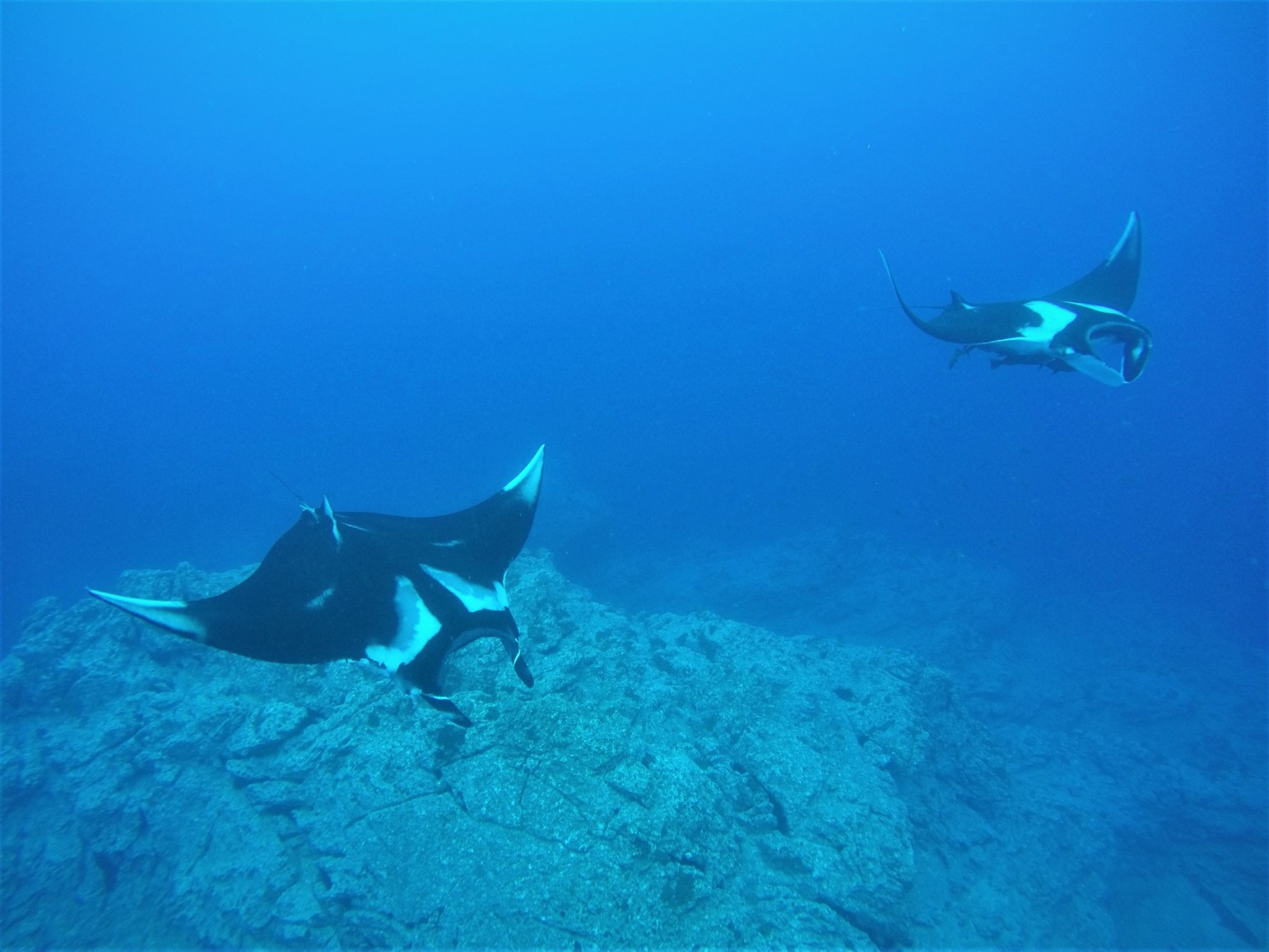 scuba diving with manta rays, Baja