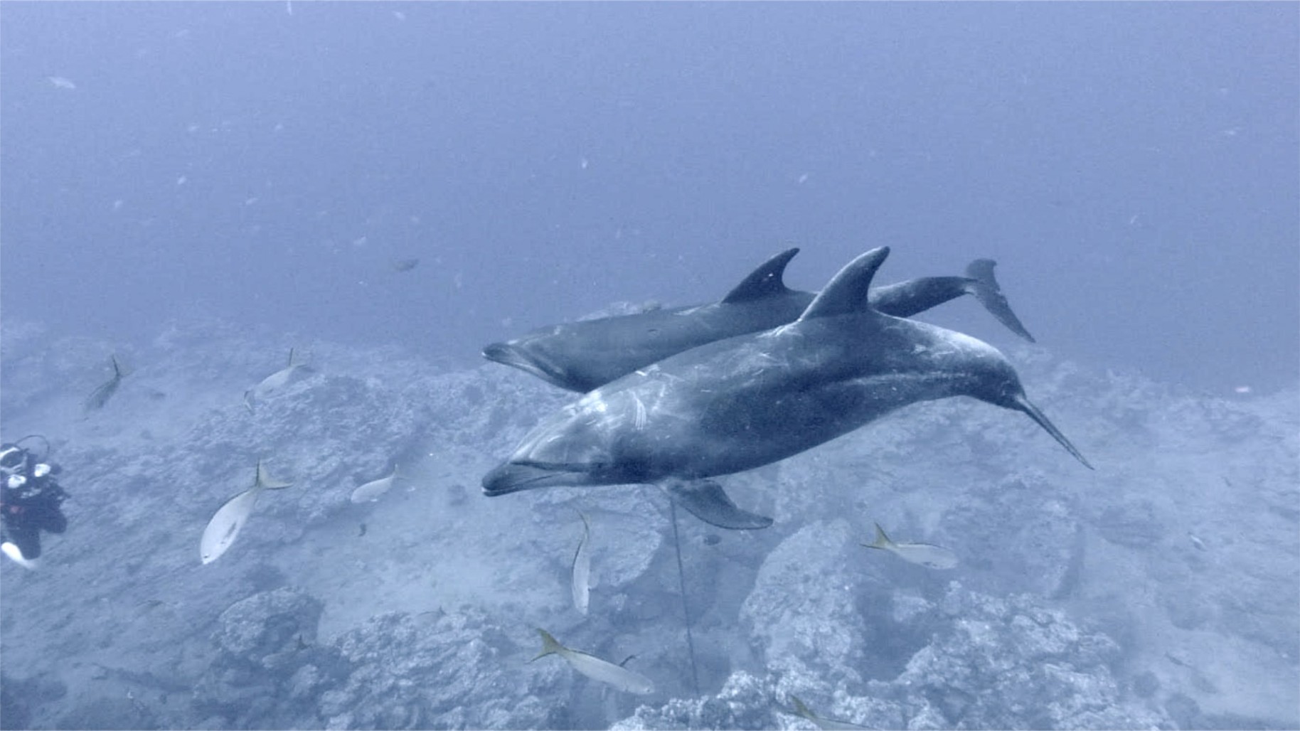 Eye-to-eye with the giant mantas