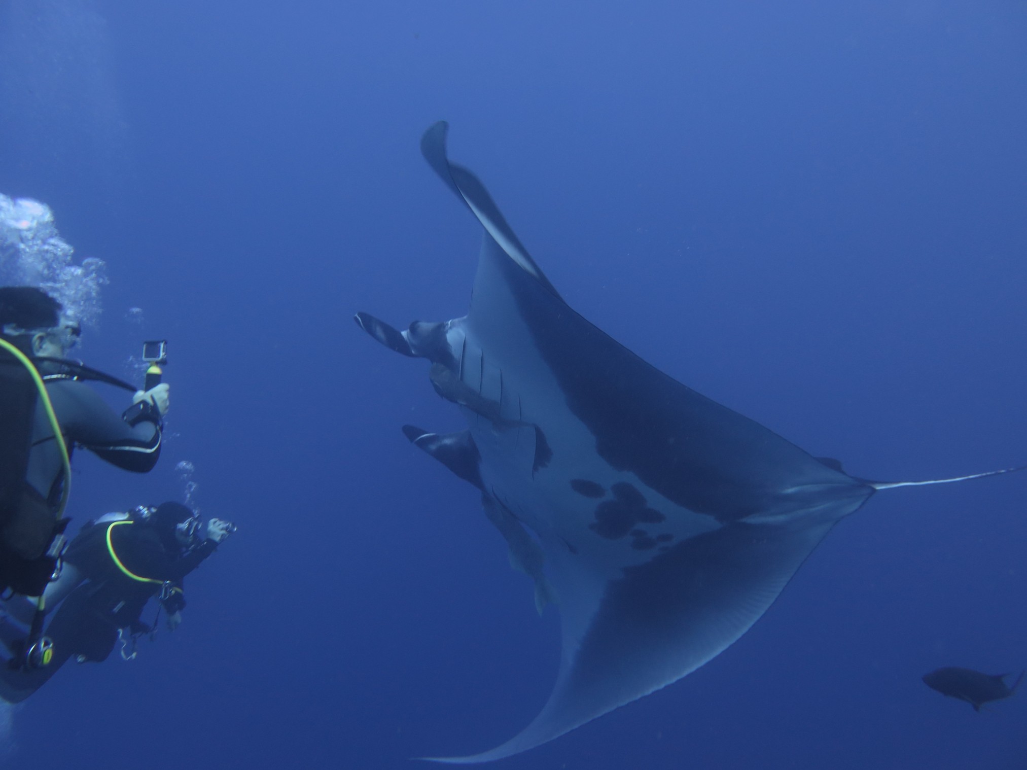 The etherial chevron mantas