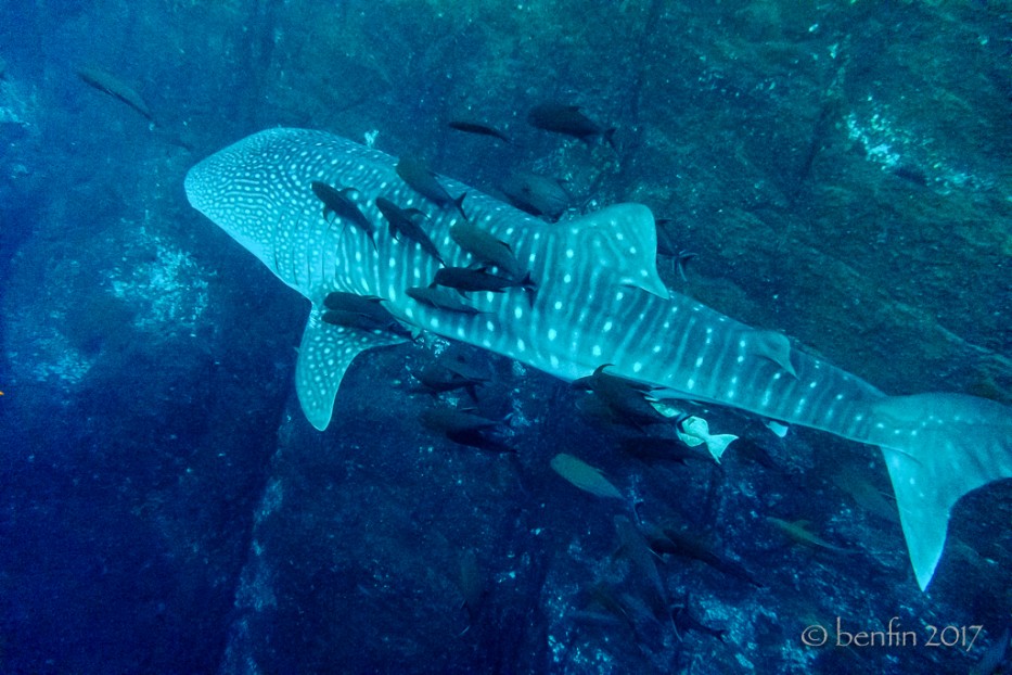 scuba diving with whale shark, Baja