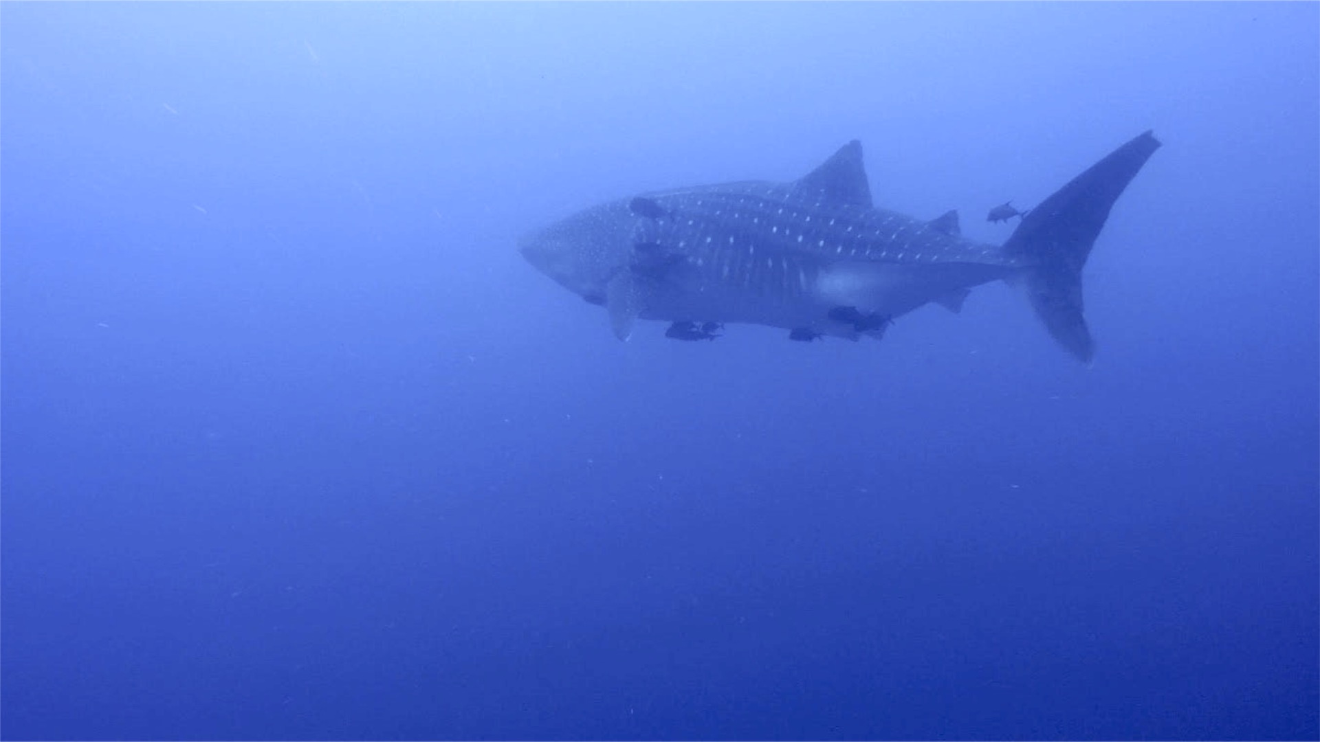 whale shark