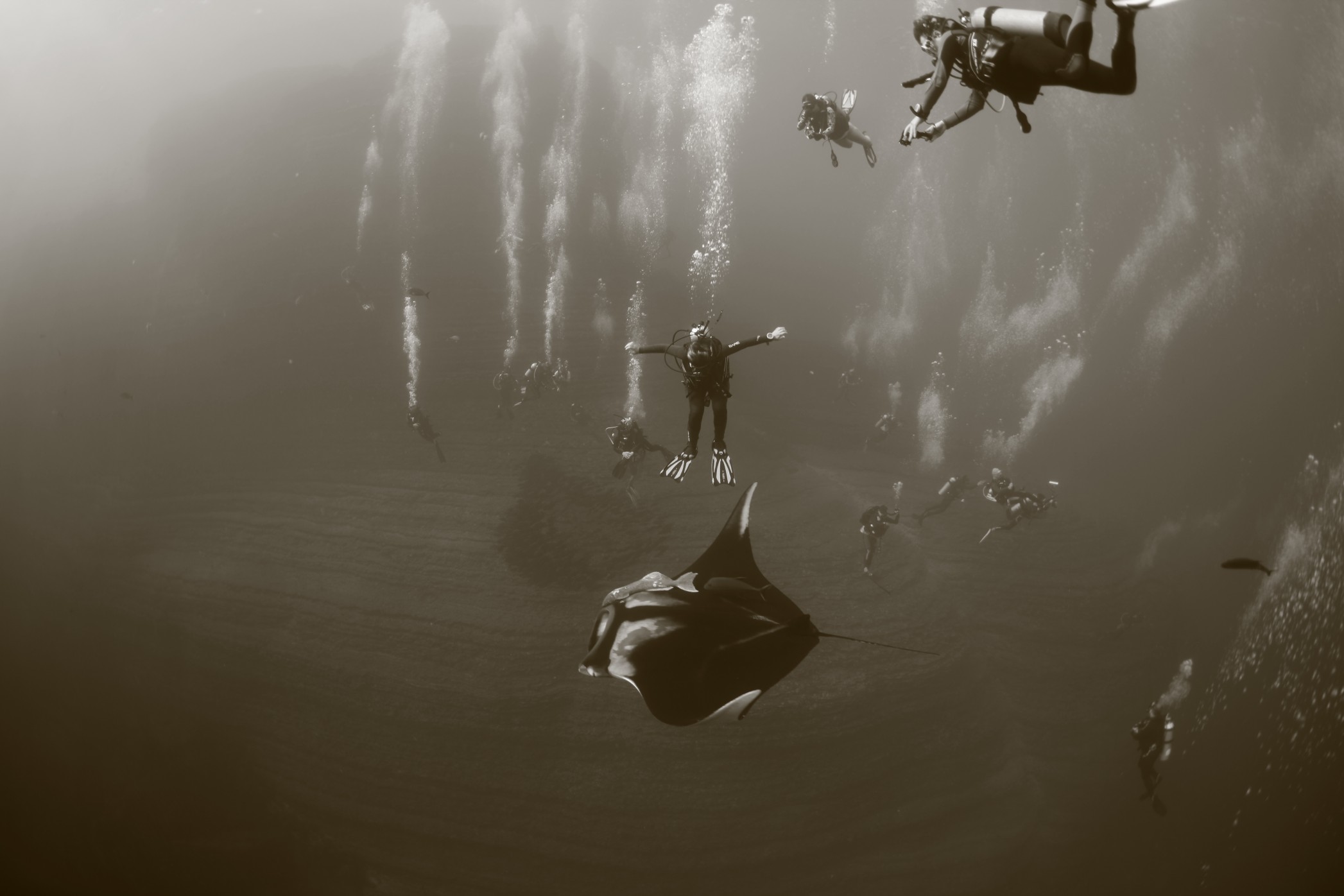 Socorro Mantas, plus une dizaine de dophin
