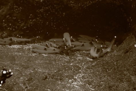 Trip start with chevron mantas and hammerhead sharks