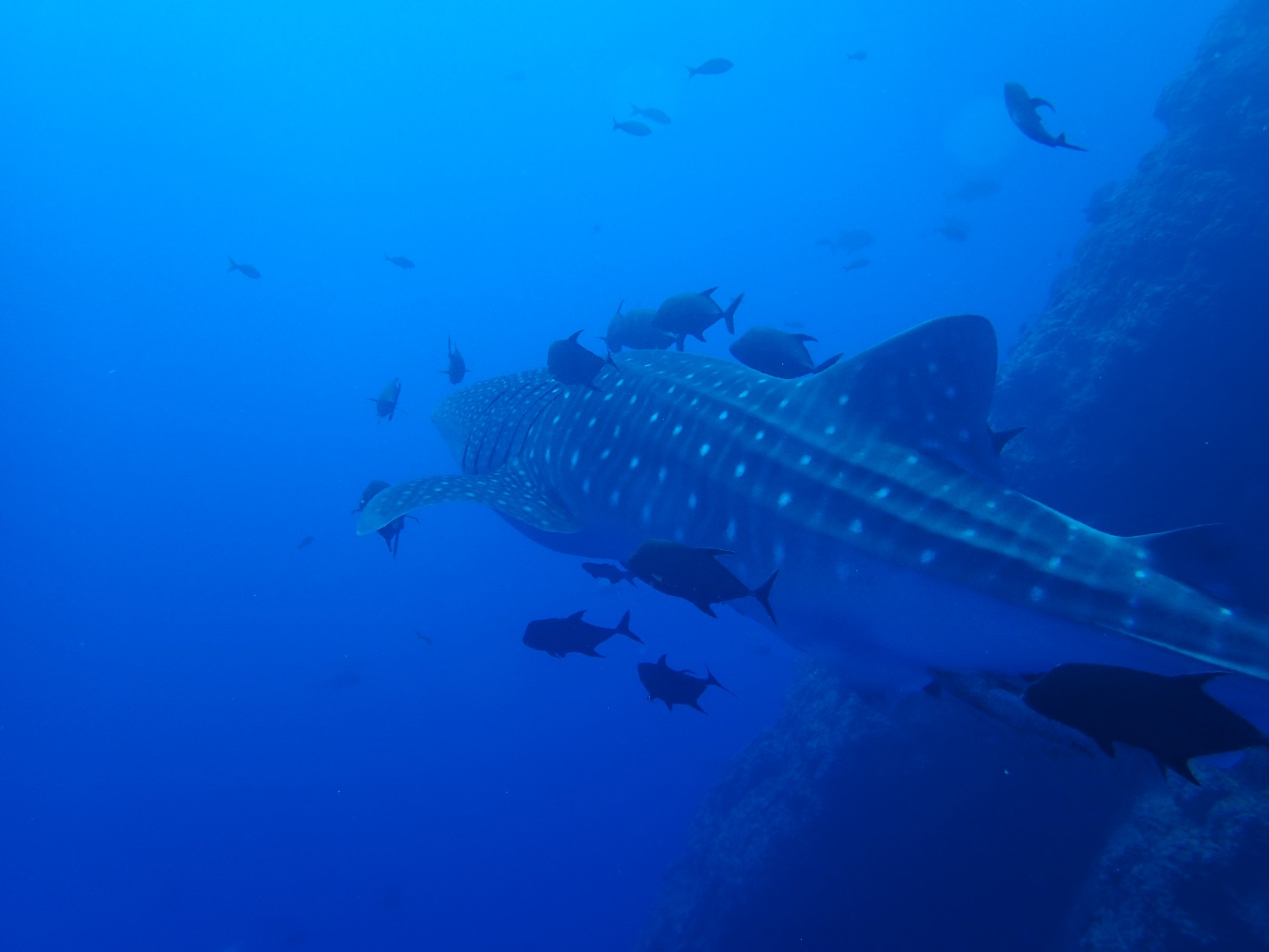 whale shark