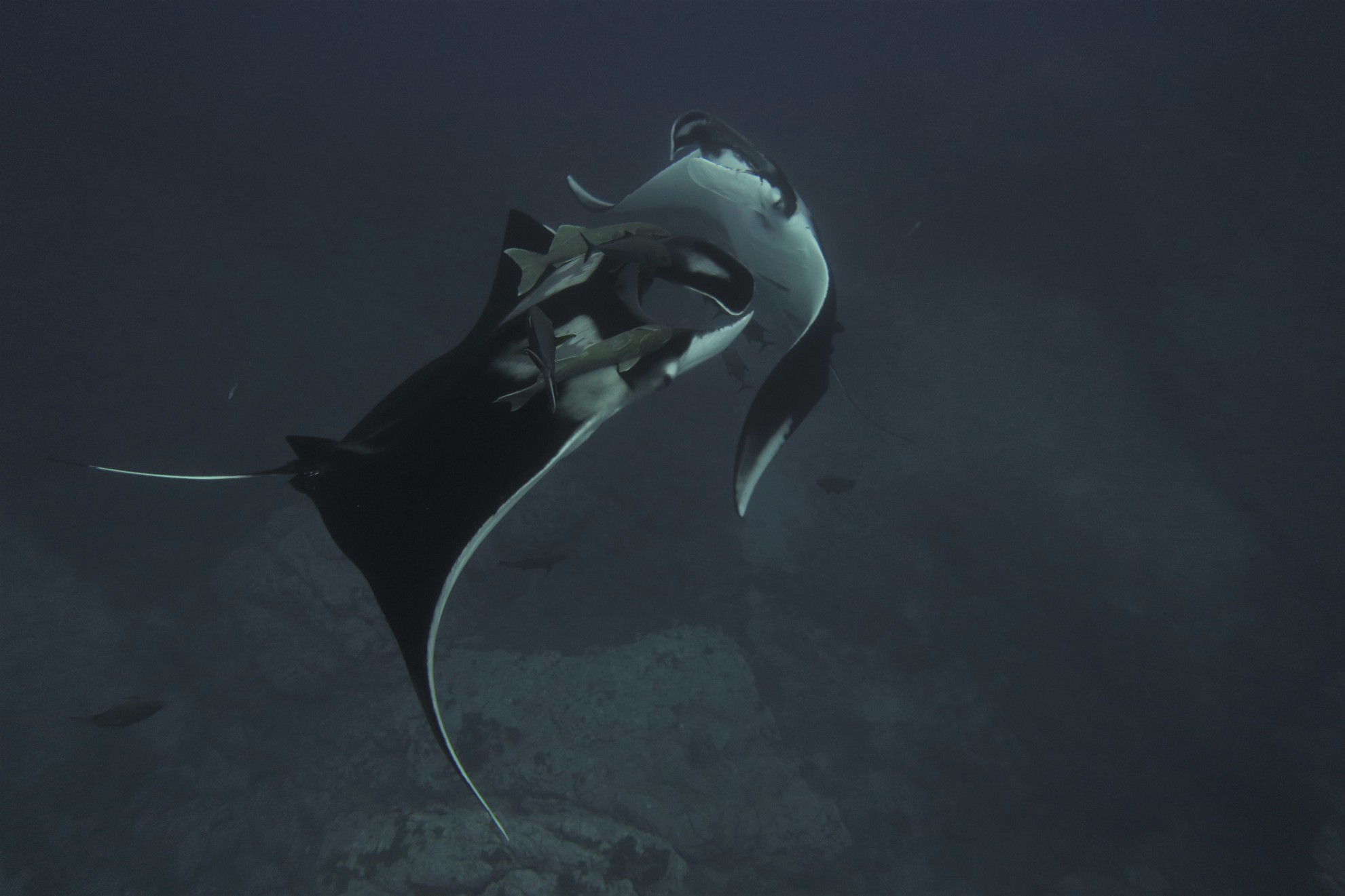 Dive 4: Return of Gertrude