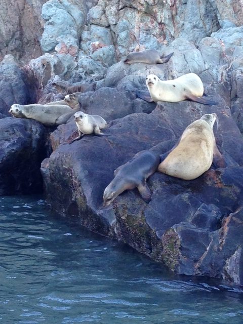 New Sea Lion friends
