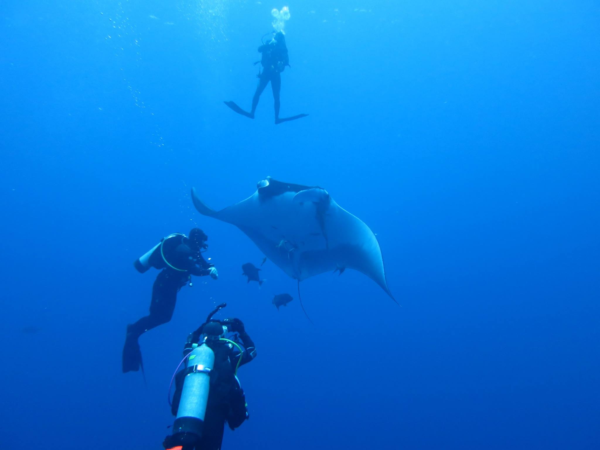 Swimming throughout this life-sized aquarium