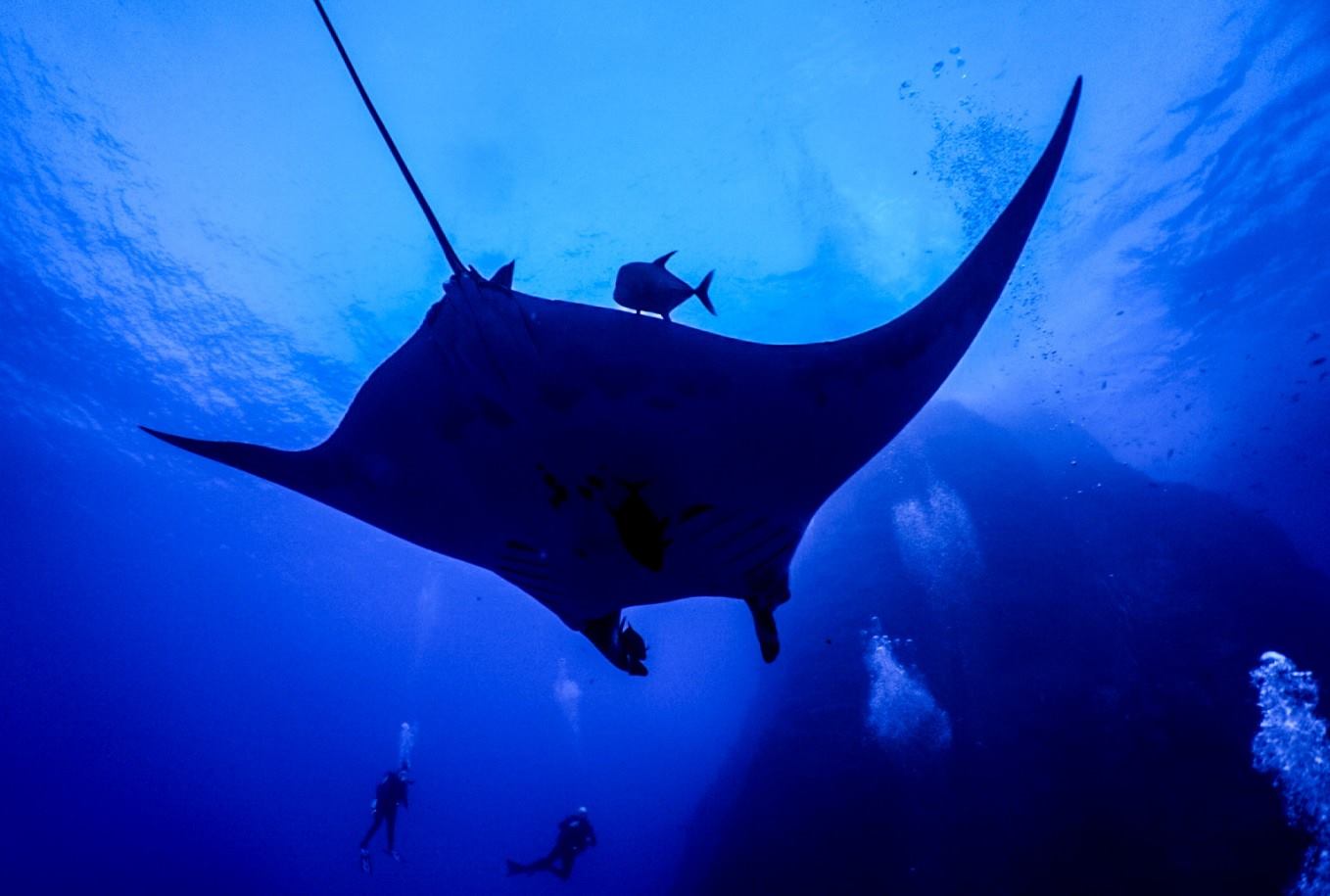 Accompanied by dolphins & mantas