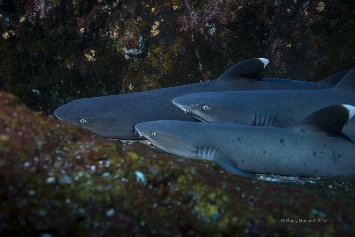 scuba diving with white tip sharks