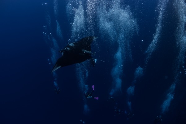 scuba diving with manta rays
