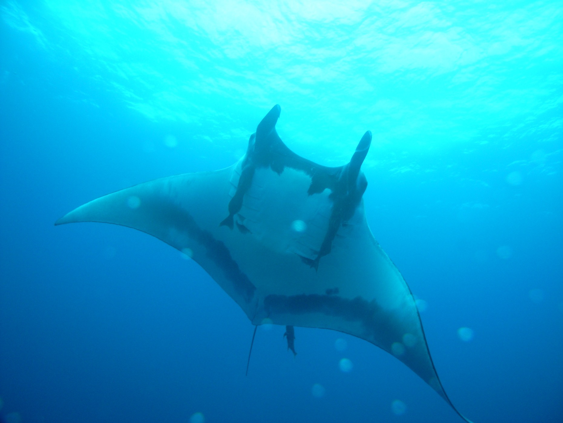 scuba diving with manta rays