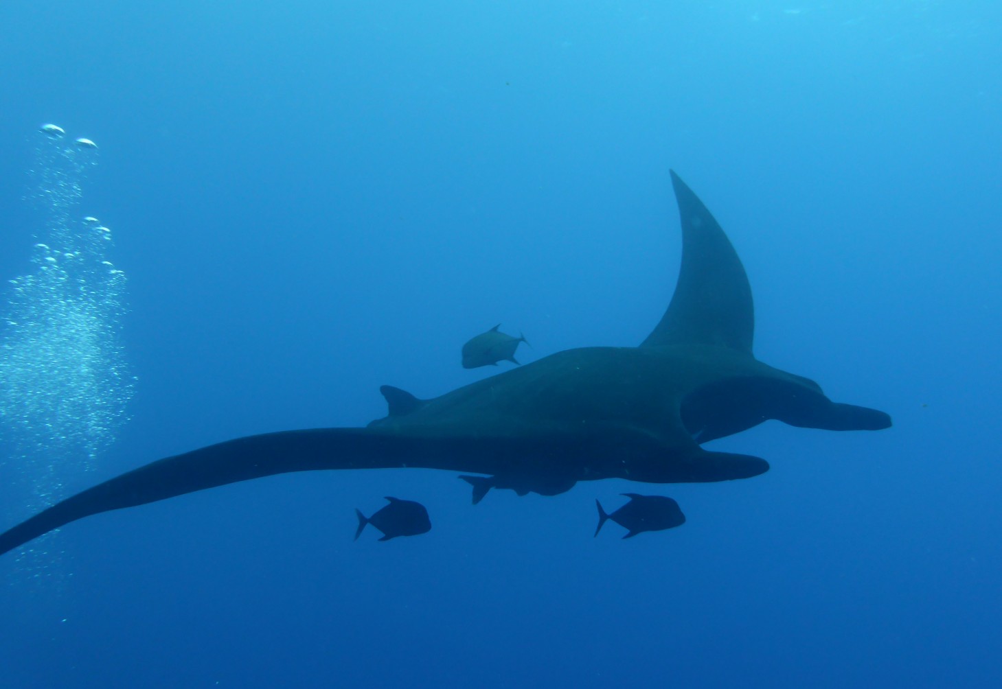 Getting manta attention