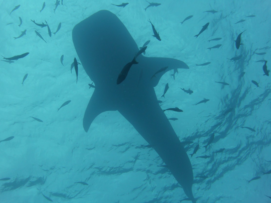 50+ sharks at The Rock