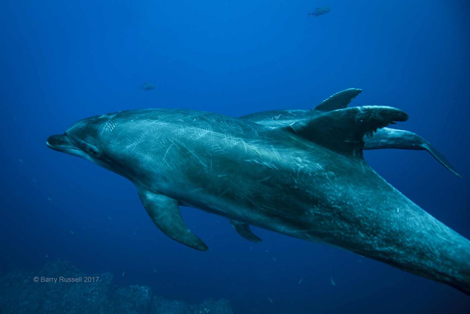 Dolphins at point of Punta Tosca