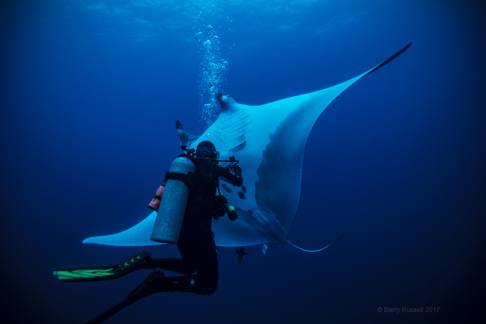 scuba diving with manta rays