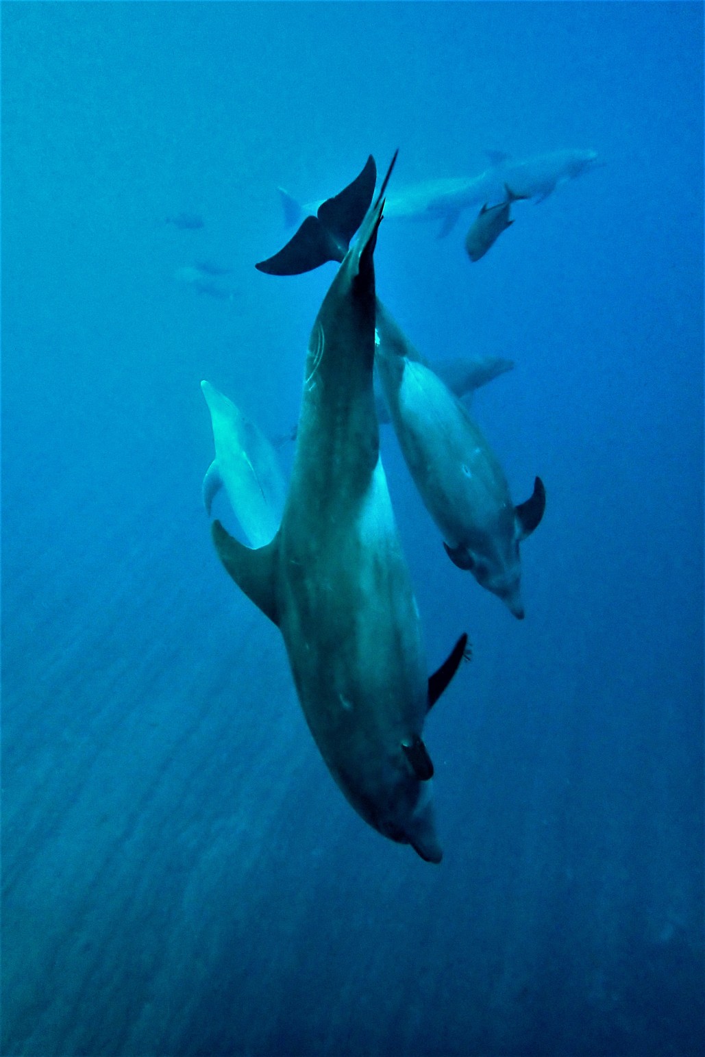 Dolphins & Octopus at Cabo Pearce