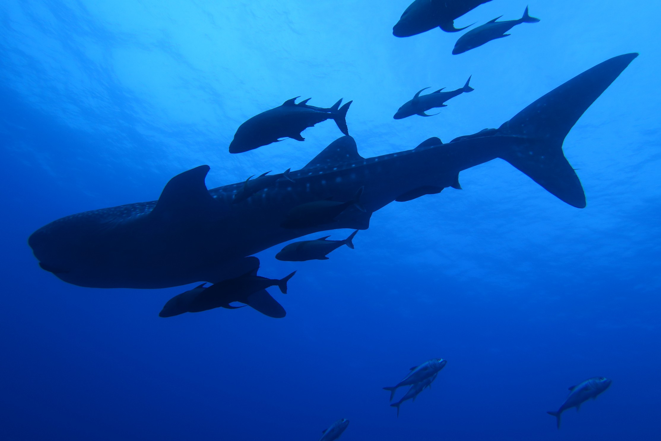scuba diving with manta rays