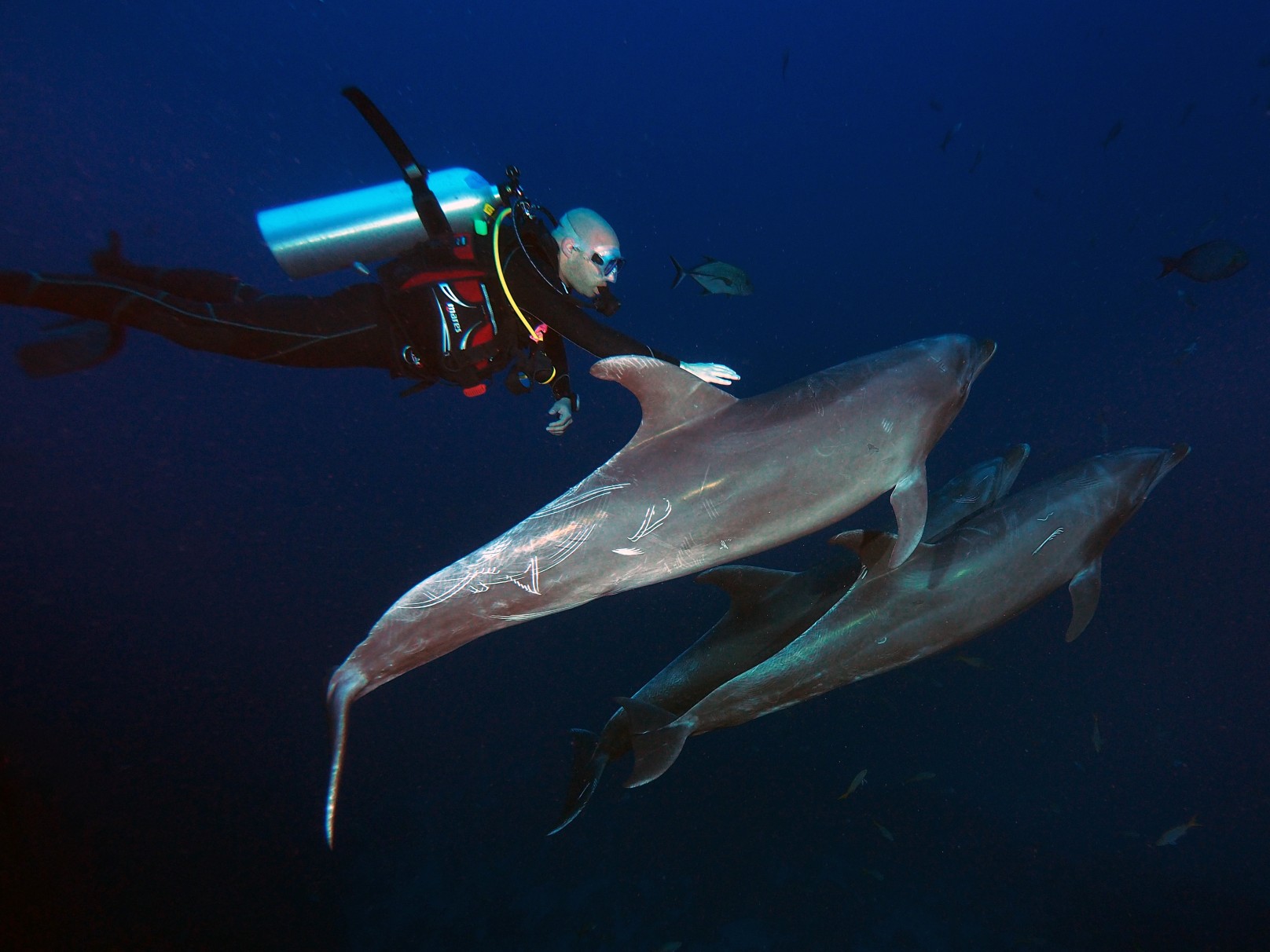Scuba diving with dolphins