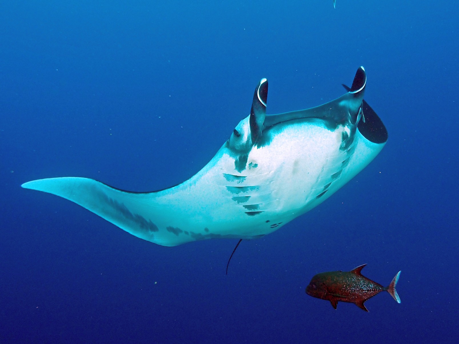 Great holiday, great diving.