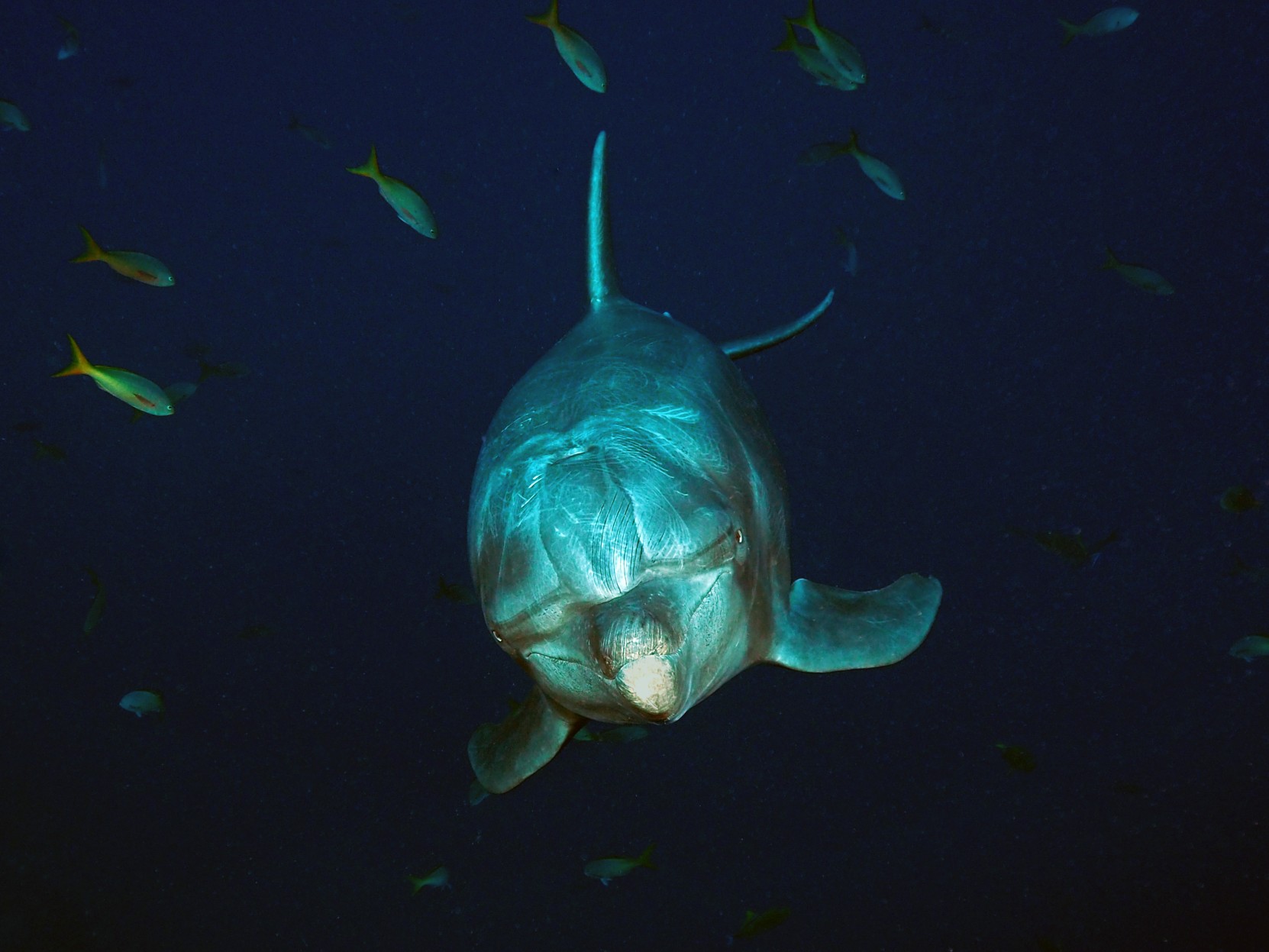 Where can we see dolphins swimming with hammerheads?