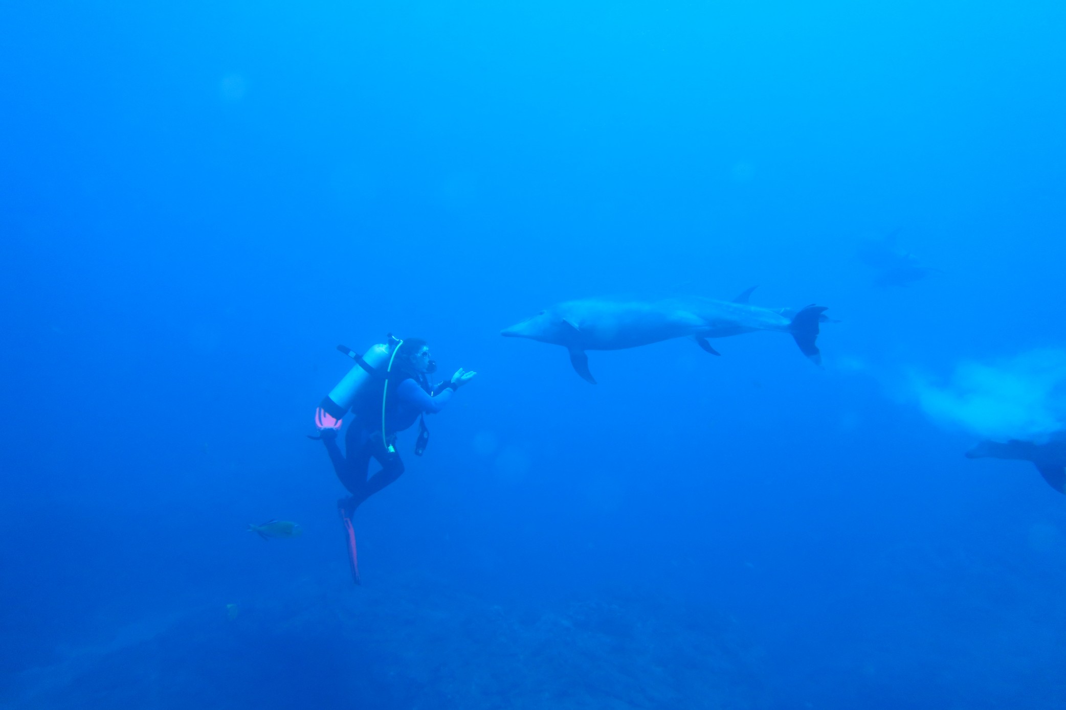 Dolphins – mammal to mammal