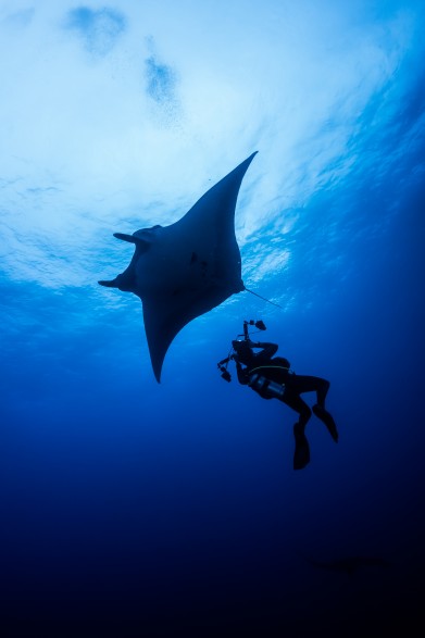 The giant mantas acrobatic circling