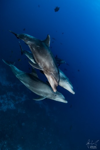 El Boiler's dolphin dance