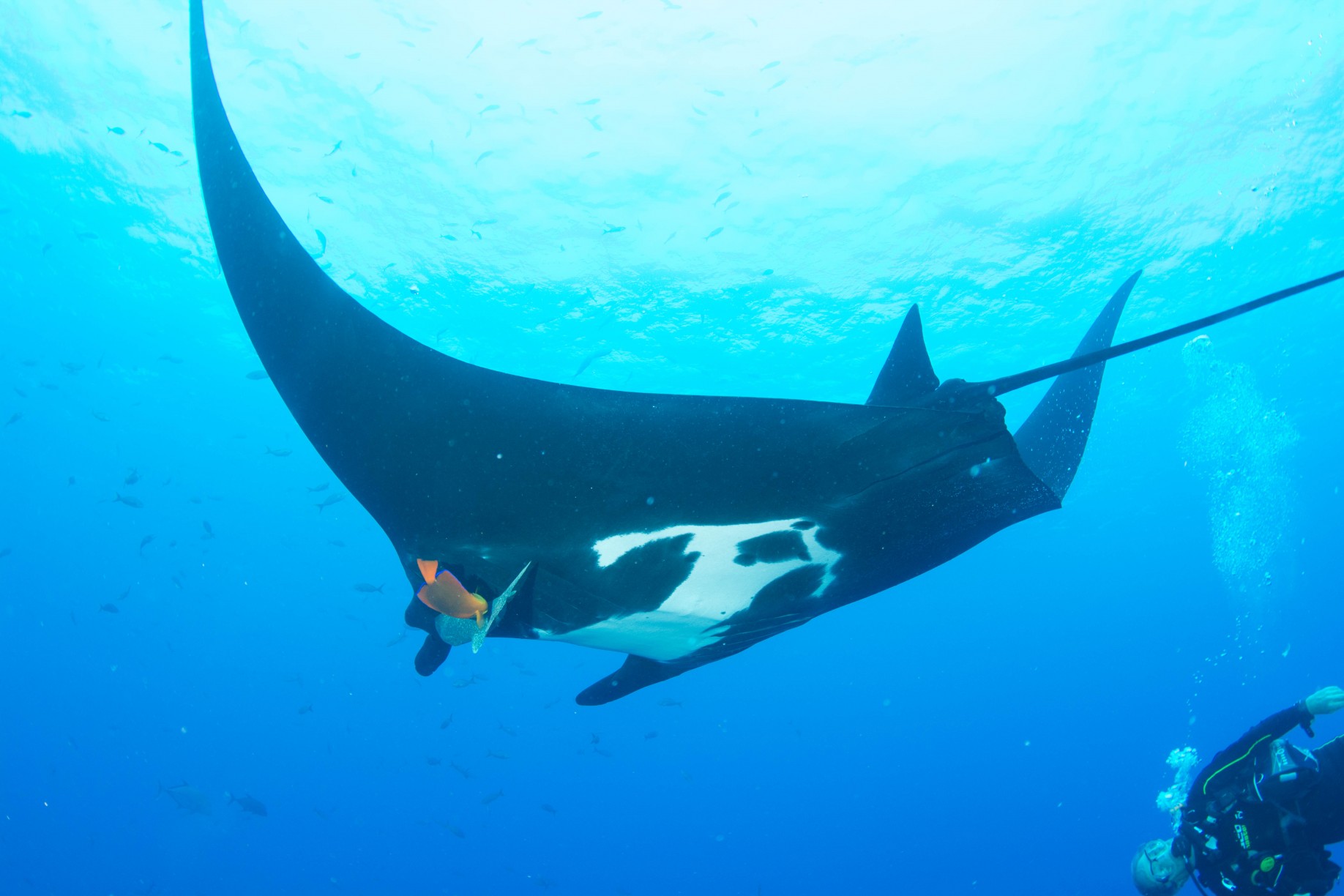 Scuba diving with manta rays