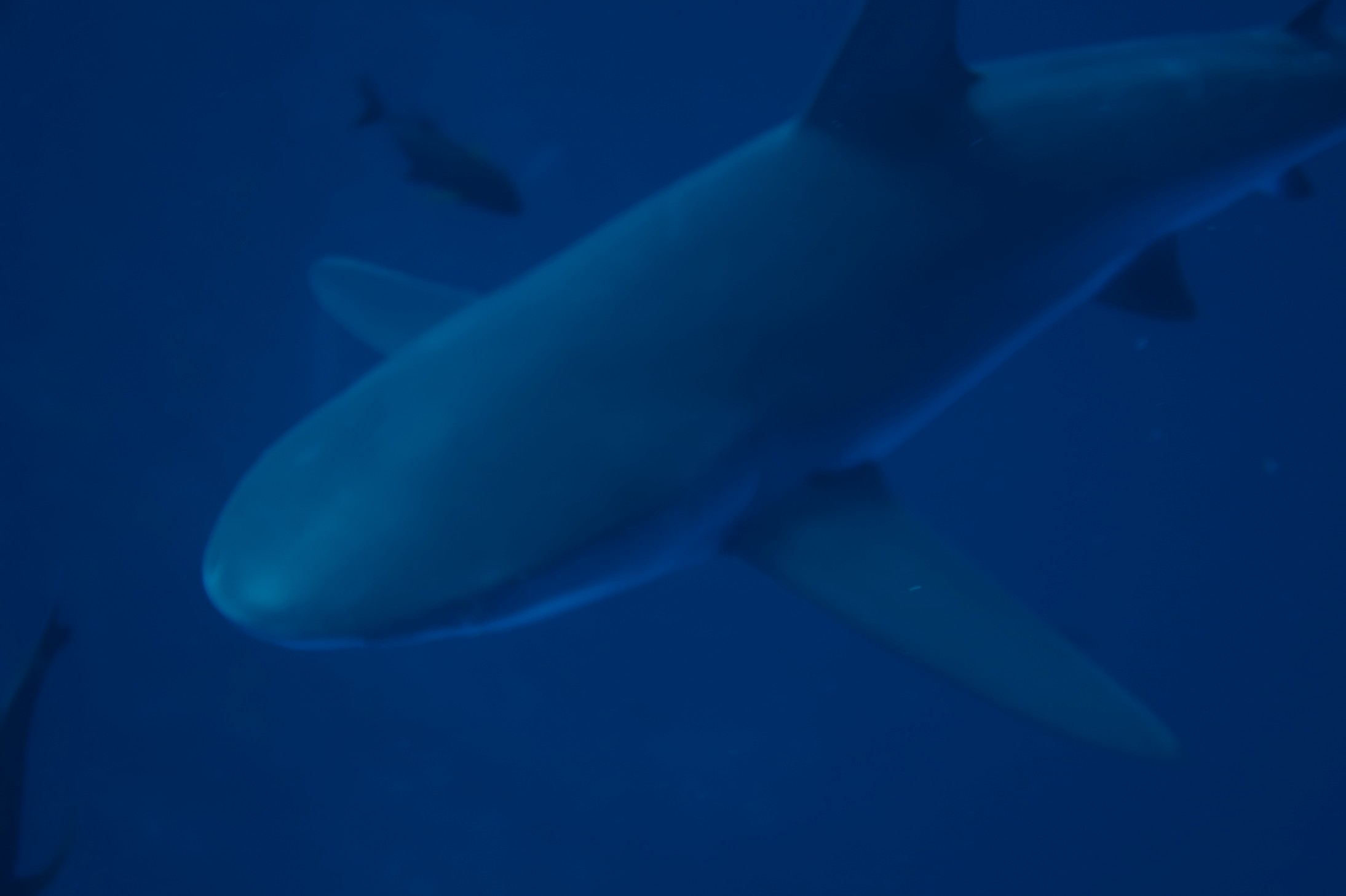 Shark in the Sea of Cortez