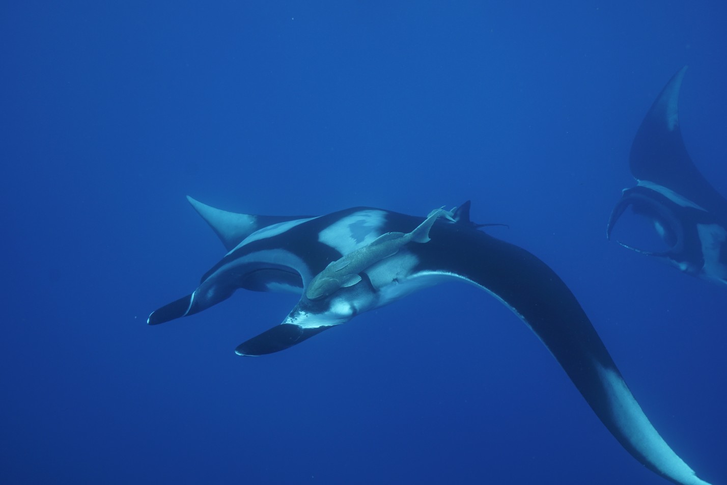 Scuba diving with manta rays