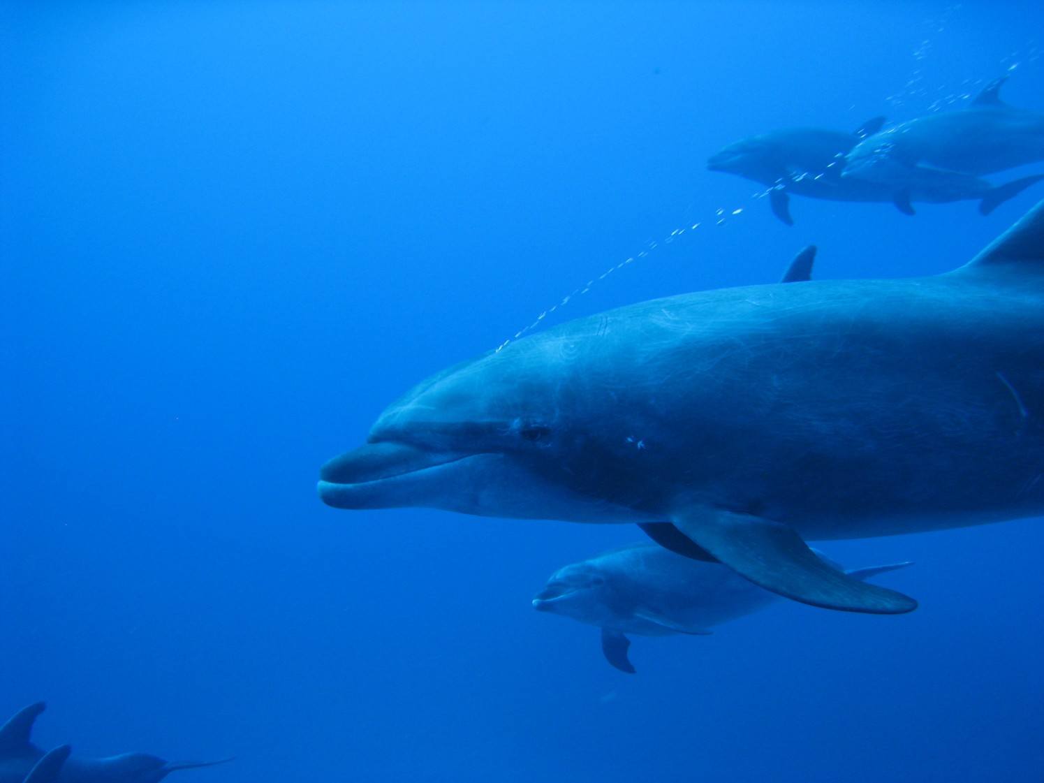 25 minutes with 25 dolphins