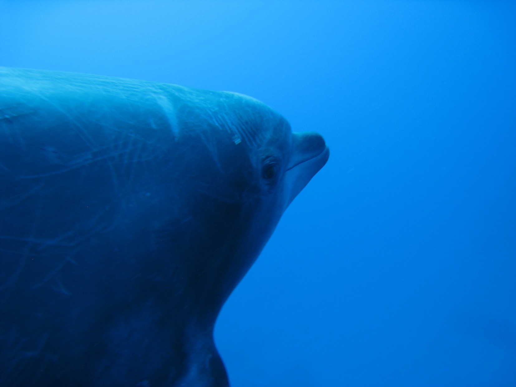 Diving with dolphins