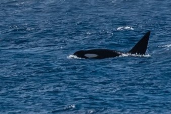 Orca wathing tout