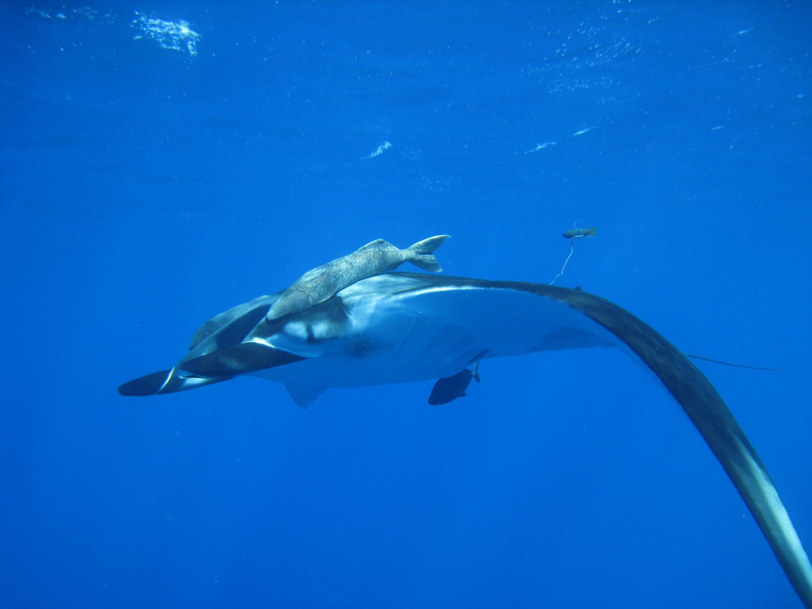 Manta ray