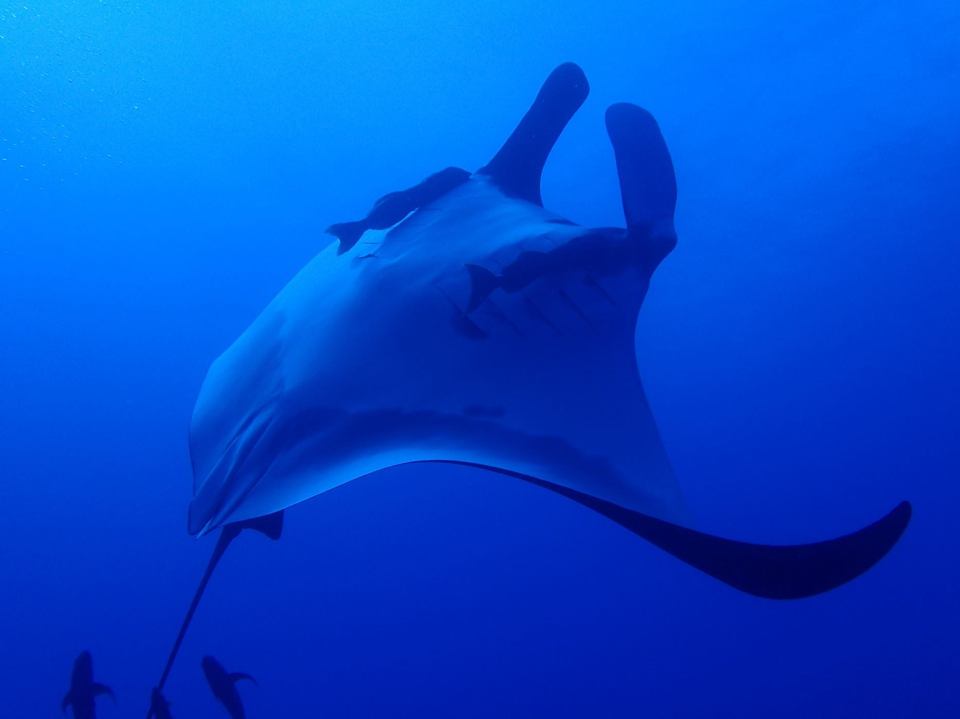 A graceful manta dances at The Boiler in Socorro