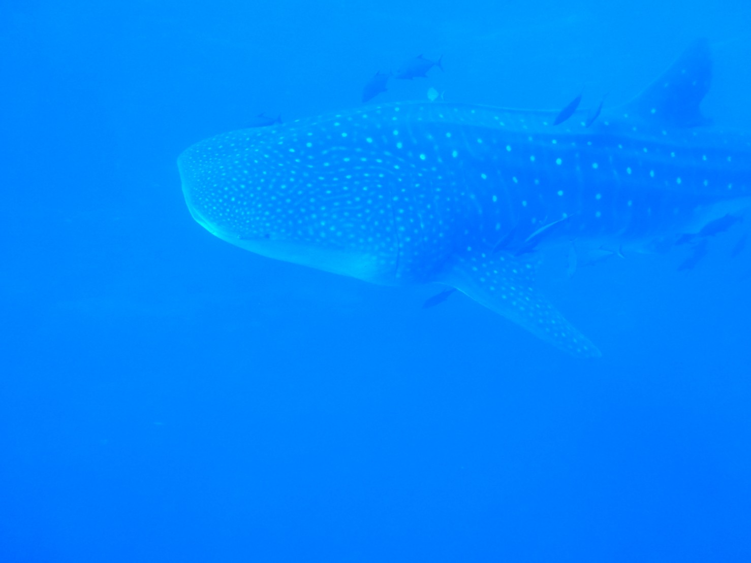Whale shark at roca partida