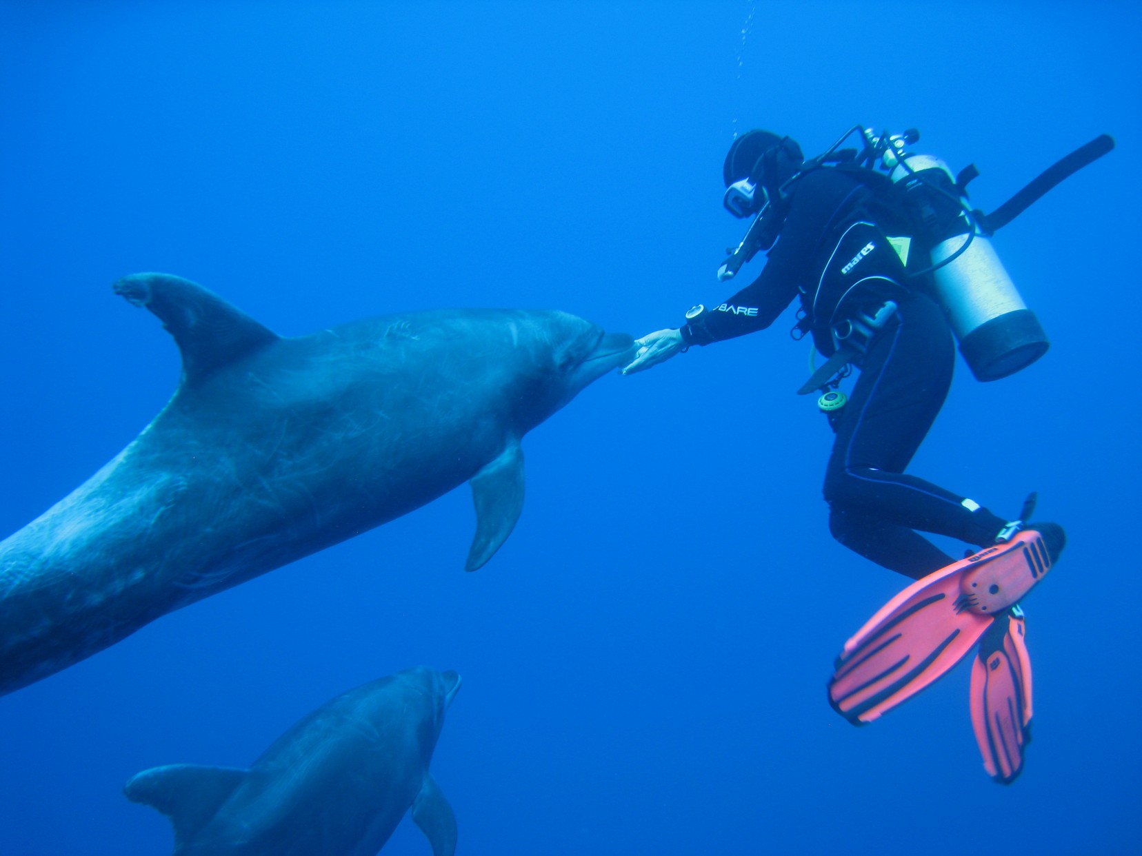 Dolphin gets friendly with diver