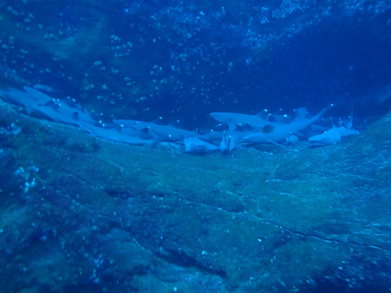 Reef sharks on a shelf