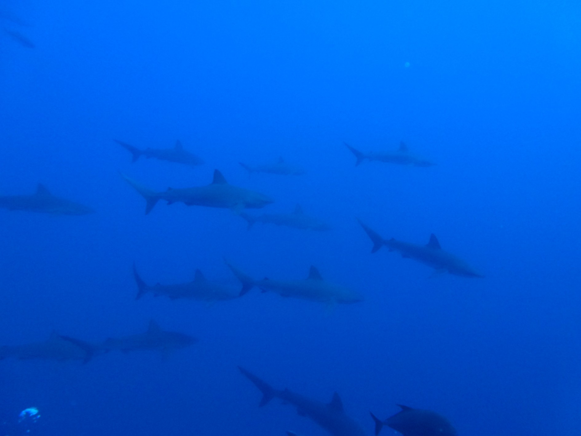 Schooling sharks at Roca Partida