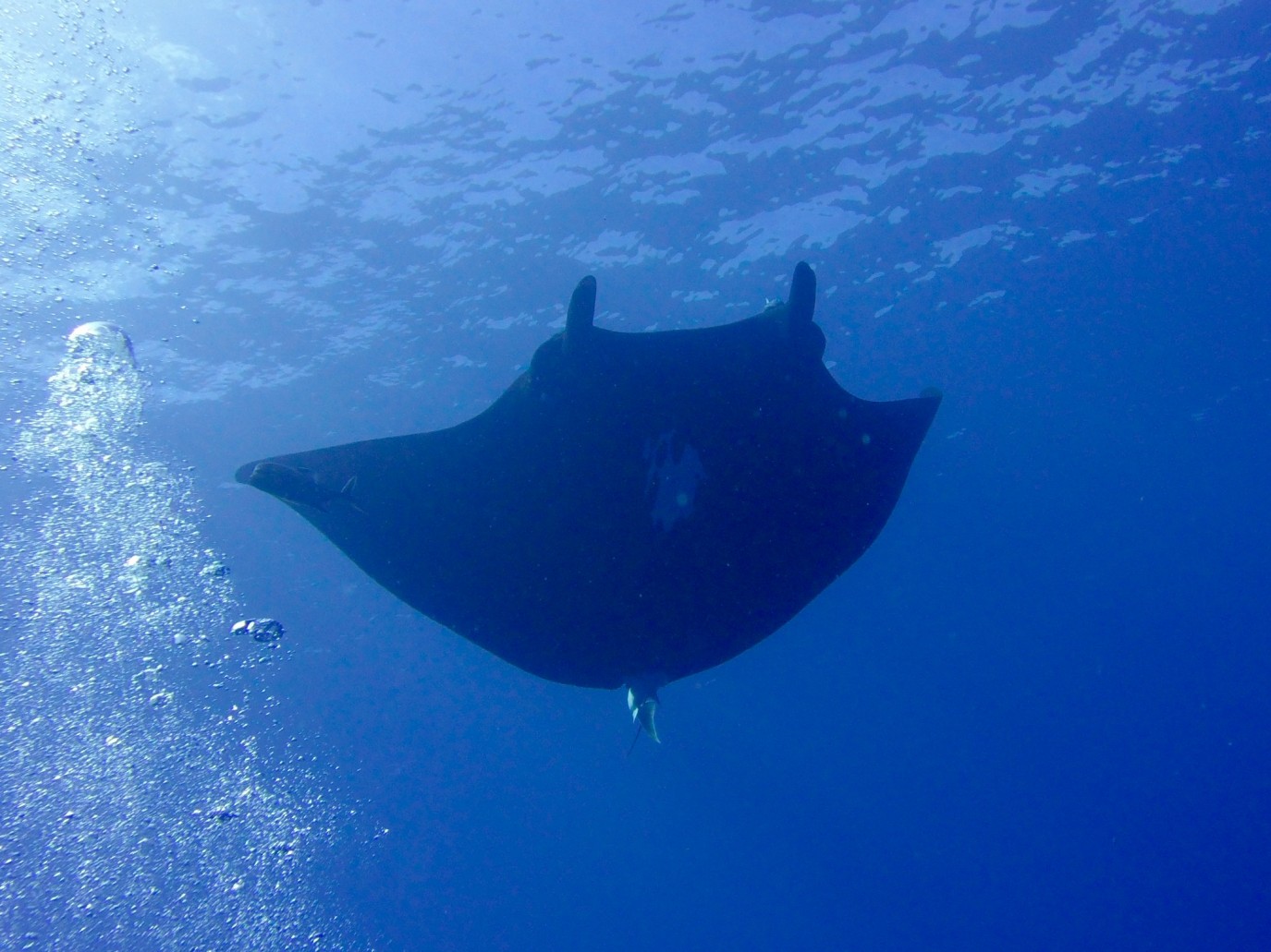black giant manta floats overhead