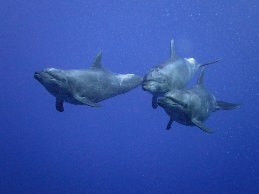 Dolphins, the last part of a great dive day.