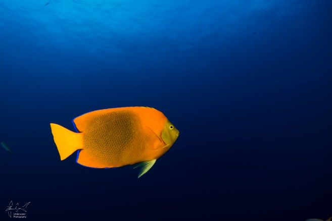 The Finger of lava & the cleaner fish